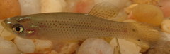 Fundulus blairae