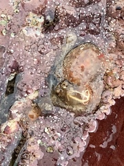Clavelina