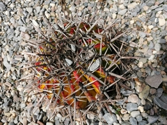 Echinocactus platyacanthus