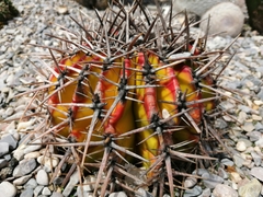 Echinocactus platyacanthus
