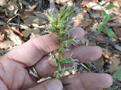 Liatris hesperelegans