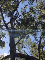 Pleiogynium timoriense