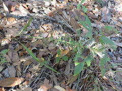 Liatris hesperelegans