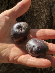 Pleiogynium timoriense