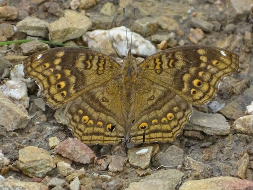 Golden Pansy