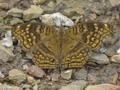 Junonia chorimene