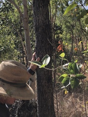 Pleiogynium timoriense