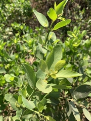 Salvadora persica persica