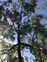 Pleiogynium timoriense