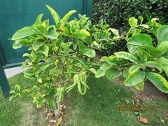Citrus medica sarcodactylis