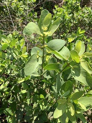 Salvadora persica persica