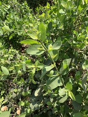 Salvadora persica persica