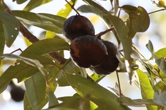 Pleiogynium timoriense