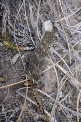 Woodworthia southern alps