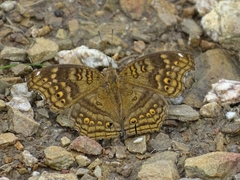 Junonia chorimene