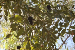 Pleiogynium timoriense