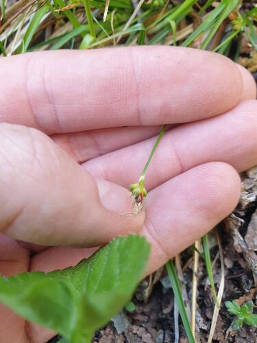 northern sedge (Carex deflexa)