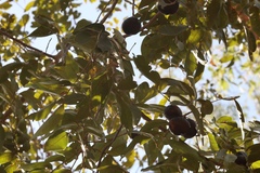 Pleiogynium timoriense