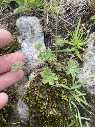 Alchemilla sericata, photograph 3
