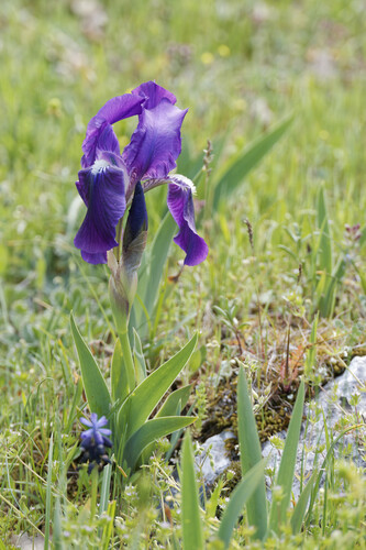 Iris bicapitata, photograph 4