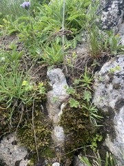 Alchemilla sericata