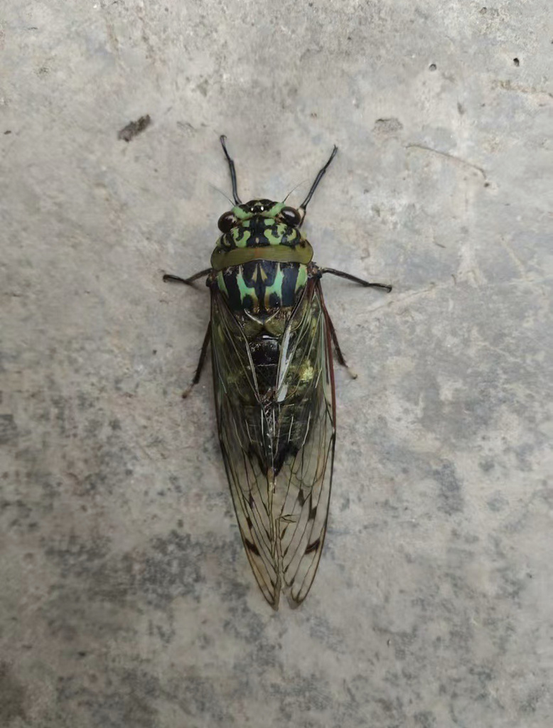 Macrosemia sapaensis