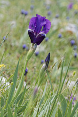 Iris bicapitata, photograph (c) Thierry Arbault, some rights reserved (CC BY)