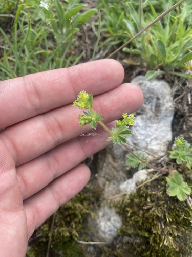 Alchemilla sericata, photograph 4