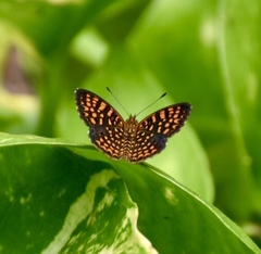 Antillea pelops