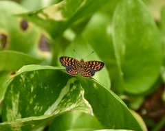 Antillea pelops
