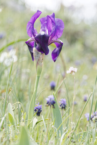 Iris bicapitata, photograph 2