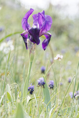 Iris bicapitata, photograph (c) Thierry Arbault, some rights reserved (CC BY)