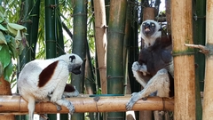 Propithecus coquereli