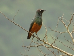 Lamprotornis pulcher