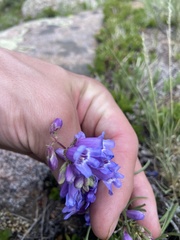 Penstemon hallii, photograph author not stated, no rights reserved