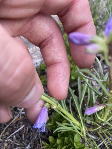 Penstemon hallii, photograph 6