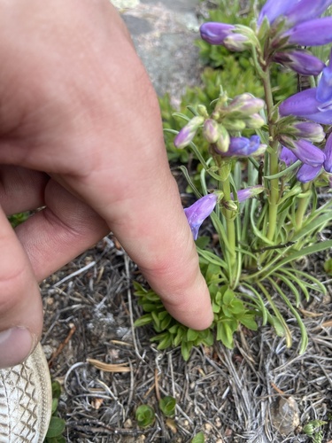 Penstemon hallii, photograph 4