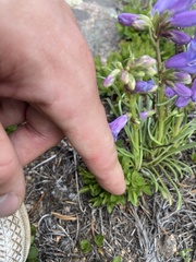 Penstemon hallii, photograph author not stated, no rights reserved
