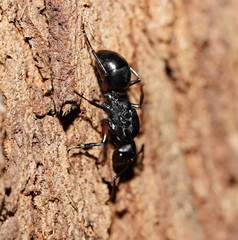 Polyrhachis femorata