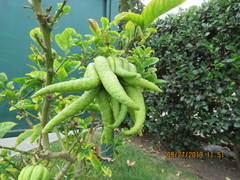 Citrus medica sarcodactylis