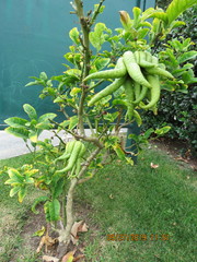 Citrus medica sarcodactylis