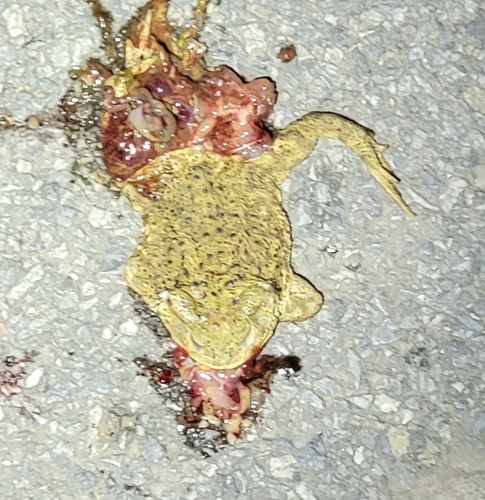 Asiatic Toad