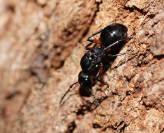 Polyrhachis femorata