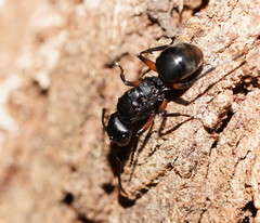 Polyrhachis femorata