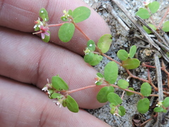 Euphorbia cordifolia