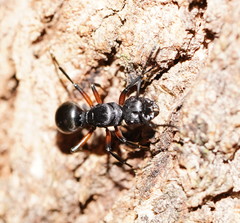 Polyrhachis femorata