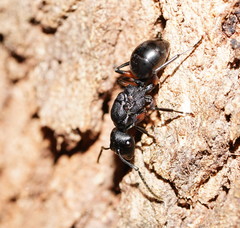 Polyrhachis femorata