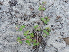 Euphorbia cordifolia