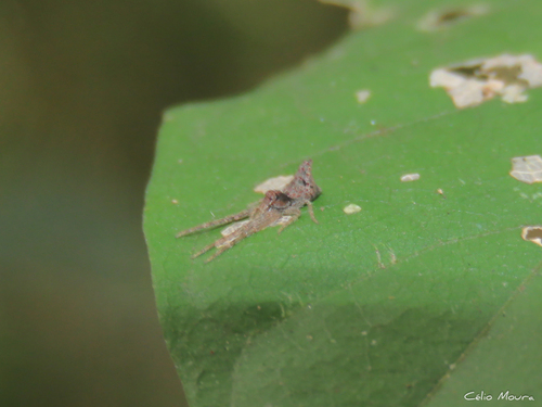 Titidius longicaudatus