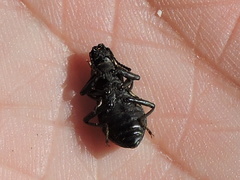 Polypleurus perforatus